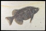 Fossil Fish (Phareodus) - Beautiful Specimen #163417-1
